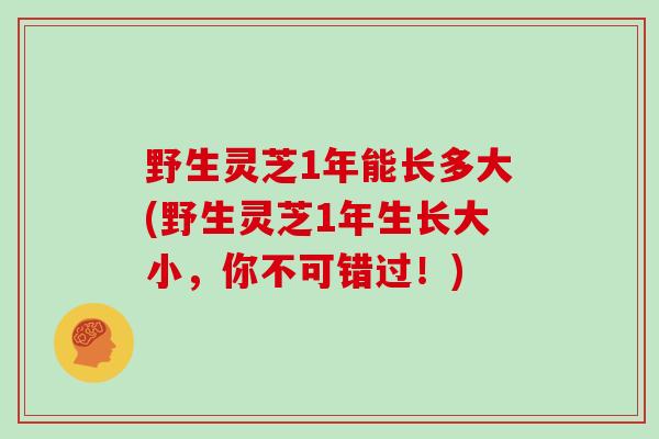 野生灵芝1年能长多大(野生灵芝1年生长大小，你不可错过！)