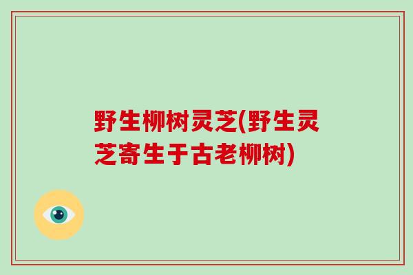 野生柳树灵芝(野生灵芝寄生于古老柳树)