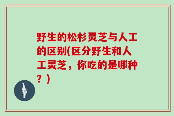 野生的松杉灵芝与人工的区别(区分野生和人工灵芝,你吃的是哪种?)-第1张图片-灵芝大师 野生的松杉灵芝与人工的区别(区分野生和人工灵芝,你吃的是哪种?)-第1张图片-灵芝大师