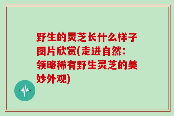 野生的灵芝长什么样子图片欣赏(走进自然:领略稀有野生灵芝的美妙外观)-第1张图片-灵芝大师 野生的灵芝长什么样子图片欣赏(走进自然:领略稀有野生灵芝的美妙外观)-第1张图片-灵芝大师