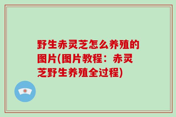 野生赤灵芝怎么养殖的图片(图片教程：赤灵芝野生养殖全过程)