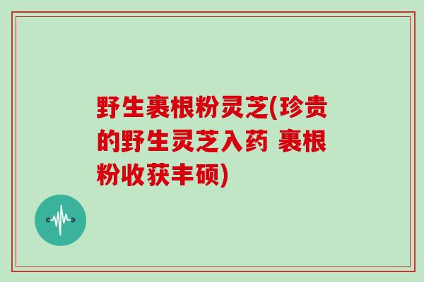 野生裹根粉灵芝(珍贵的野生灵芝入药 裹根粉收获丰硕)