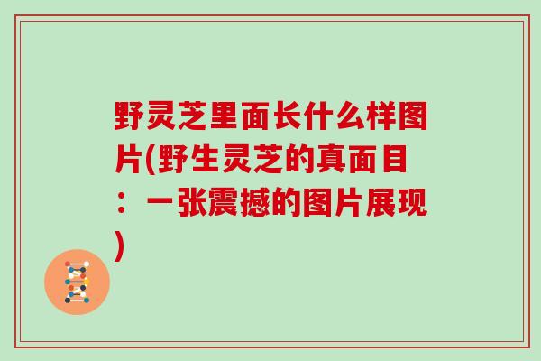 野灵芝里面长什么样图片(野生灵芝的真面目：一张震撼的图片展现)