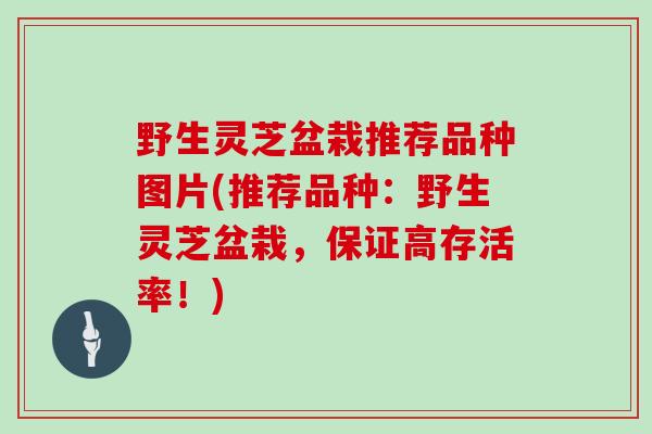 野生灵芝盆栽推荐品种图片(推荐品种：野生灵芝盆栽，保证高存活率！)