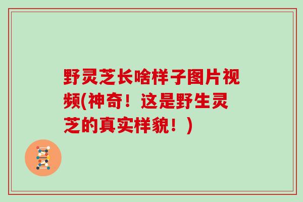野灵芝长啥样子图片视频(神奇！这是野生灵芝的真实样貌！)