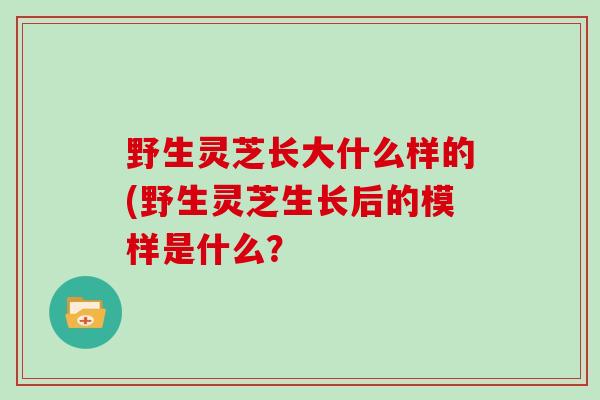 野生灵芝长大什么样的(野生灵芝生长后的模样是什么？-第1张图片-灵芝大师