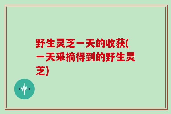 野生灵芝一天的收获(一天采摘得到的野生灵芝)
