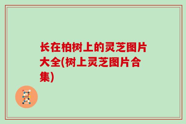 长在柏树上的灵芝图片大全(树上灵芝图片合集)