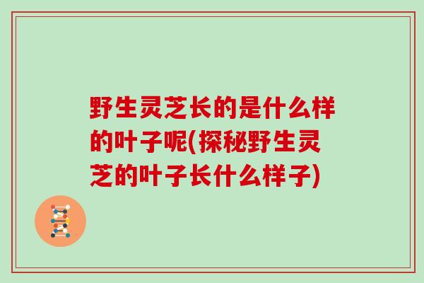 野生灵芝长的是什么样的叶子呢(探秘野生灵芝的叶子长什么样子)-第1张图片-灵芝大师 野生灵芝长的是什么样的叶子呢(探秘野生灵芝的叶子长什么样子)-第1张图片-灵芝大师