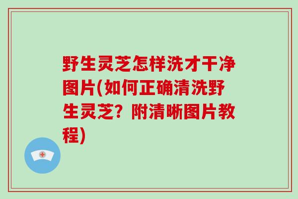 野生灵芝怎样洗才干净图片(如何正确清洗野生灵芝?附清晰图片教程)-第1张图片-灵芝大师 野生灵芝怎样洗才干净图片(如何正确清洗野生灵芝?附清晰图片教程)-第1张图片-灵芝大师