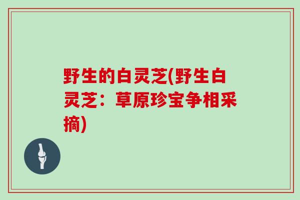 野生的白灵芝(野生白灵芝：草原珍宝争相采摘)