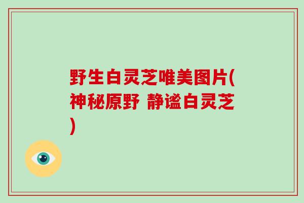 野生白灵芝唯美图片(神秘原野 静谧白灵芝)