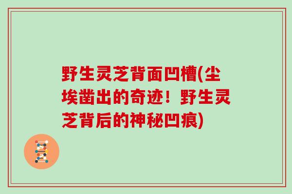 野生灵芝背面凹槽(尘埃凿出的奇迹!野生灵芝背后的神秘凹痕)-第1张图片-灵芝大师 野生灵芝背面凹槽(尘埃凿出的奇迹!野生灵芝背后的神秘凹痕)-第1张图片-灵芝大师