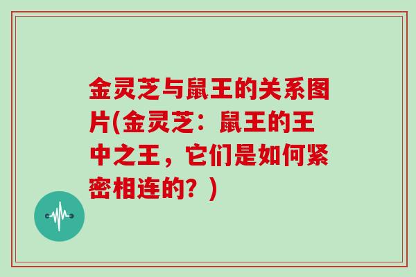 金灵芝与鼠王的关系图片(金灵芝：鼠王的王中之王，它们是如何紧密相连的？)