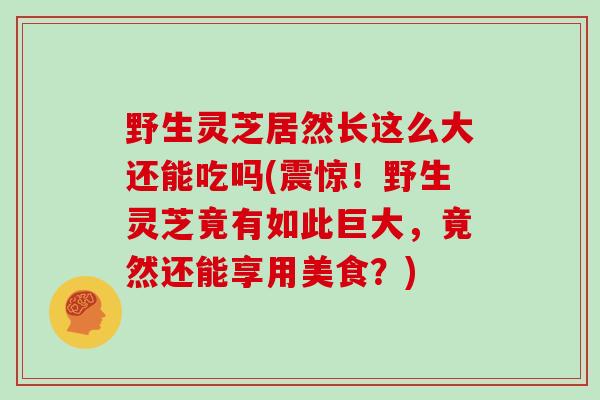 野生灵芝居然长这么大还能吃吗(震惊！野生灵芝竟有如此巨大，竟然还能享用美食？)