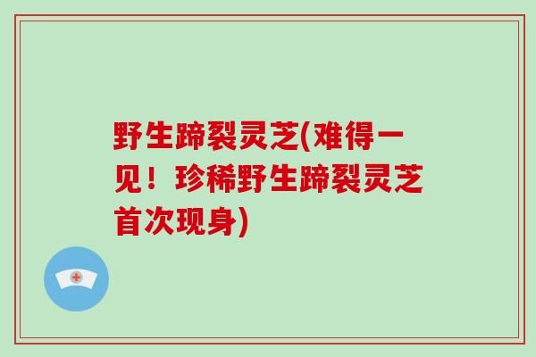 野生蹄裂灵芝(难得一见!珍稀野生蹄裂灵芝首次现身)-第1张图片-灵芝大师 野生蹄裂灵芝(难得一见!珍稀野生蹄裂灵芝首次现身)-第1张图片-灵芝大师