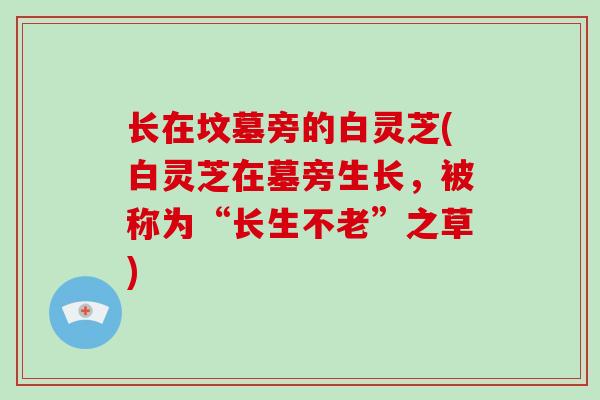 长在坟墓旁的白灵芝(白灵芝在墓旁生长，被称为“长生不老”之草)-第1张图片-灵芝大师