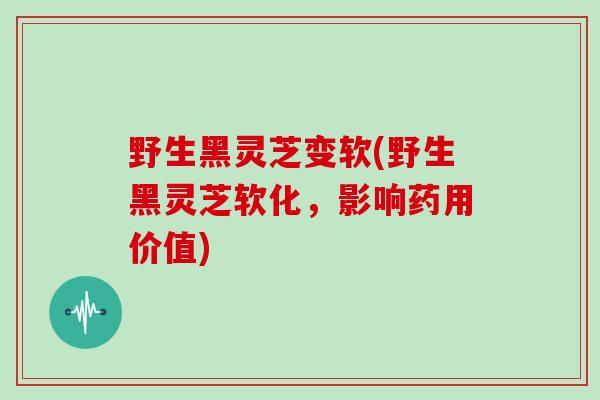 野生黑灵芝变软(野生黑灵芝软化，影响药用价值)
