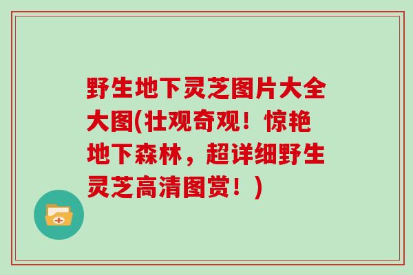 野生地下灵芝图片大全大图(壮观奇观！惊艳地下森林，超详细野生灵芝高清图赏！)