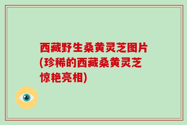 西藏野生桑黄灵芝图片(珍稀的西藏桑黄灵芝惊艳亮相)