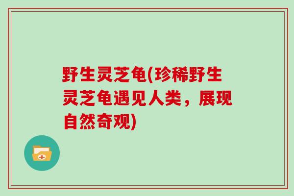 野生灵芝龟(珍稀野生灵芝龟遇见人类，展现自然奇观)