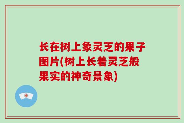 长在树上象灵芝的果子图片(树上长着灵芝般果实的神奇景象)
