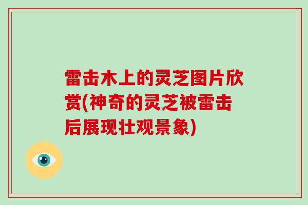 雷击木上的灵芝图片欣赏(神奇的灵芝被雷击后展现壮观景象)-第1张图片-灵芝大师 雷击木上的灵芝图片欣赏(神奇的灵芝被雷击后展现壮观景象)-第1张图片-灵芝大师
