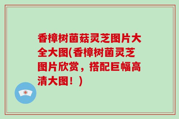 香樟树菌菇灵芝图片大全大图(香樟树菌灵芝图片欣赏,搭配巨幅高清大图!)-第1张图片-灵芝大师 香樟树菌菇灵芝图片大全大图(香樟树菌灵芝图片欣赏,搭配巨幅高清大图!)-第1张图片-灵芝大师