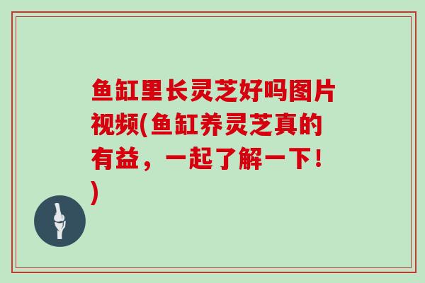 鱼缸里长灵芝好吗图片视频(鱼缸养灵芝真的有益,一起了解一下!)-第1张图片-灵芝大师 鱼缸里长灵芝好吗图片视频(鱼缸养灵芝真的有益,一起了解一下!)-第1张图片-灵芝大师