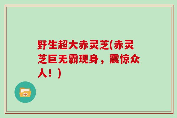 野生超大赤灵芝(赤灵芝巨无霸现身，震惊众人！)