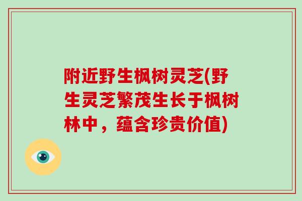 附近野生枫树灵芝(野生灵芝繁茂生长于枫树林中，蕴含珍贵价值)