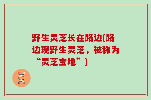 野生灵芝长在路边(路边现野生灵芝，被称为“灵芝宝地”)