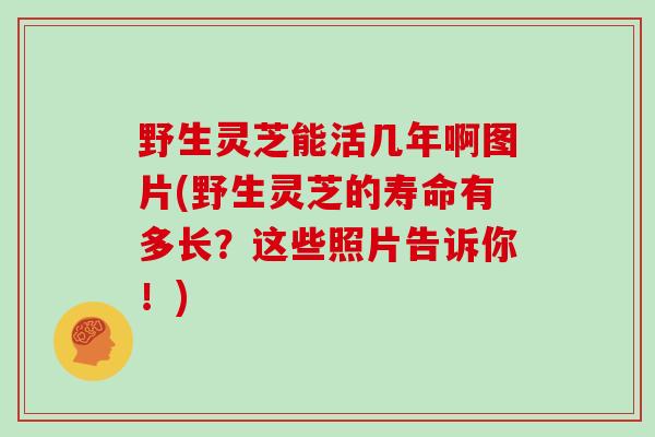 野生灵芝能活几年啊图片(野生灵芝的寿命有多长？这些照片告诉你！)
