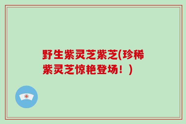 野生紫灵芝紫芝(珍稀紫灵芝惊艳登场！)
