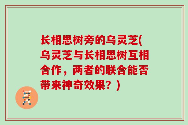 长相思树旁的乌灵芝(乌灵芝与长相思树互相合作，两者的联合能否带来神奇效果？)-第1张图片-灵芝大师
