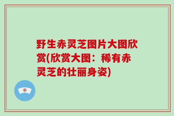 野生赤灵芝图片大图欣赏(欣赏大图：稀有赤灵芝的壮丽身姿)