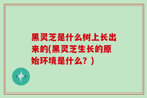黑灵芝是什么树上长出来的(黑灵芝生长的原始环境是什么？)