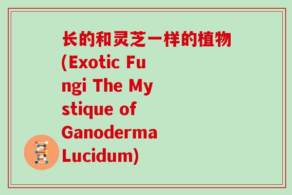 长的和灵芝一样的植物(Exotic Fungi The Mystique of Ganoderma Lucidum)