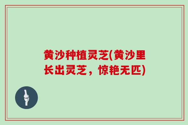 黄沙种植灵芝(黄沙里长出灵芝，惊艳无匹)