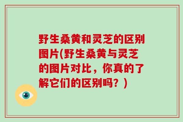 野生桑黄和灵芝的区别图片(野生桑黄与灵芝的图片对比，你真的了解它们的区别吗？)-第1张图片-灵芝大师