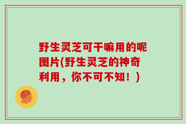 野生灵芝可干嘛用的呢图片(野生灵芝的神奇利用，你不可不知！)