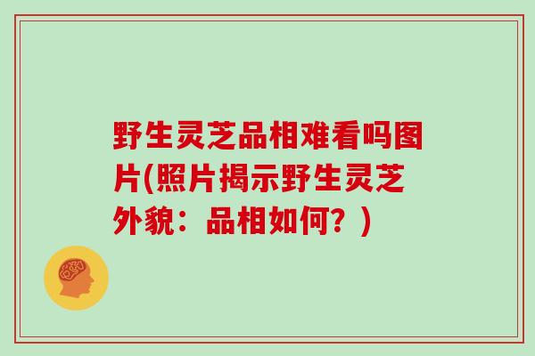 野生灵芝品相难看吗图片(照片揭示野生灵芝外貌：品相如何？)
