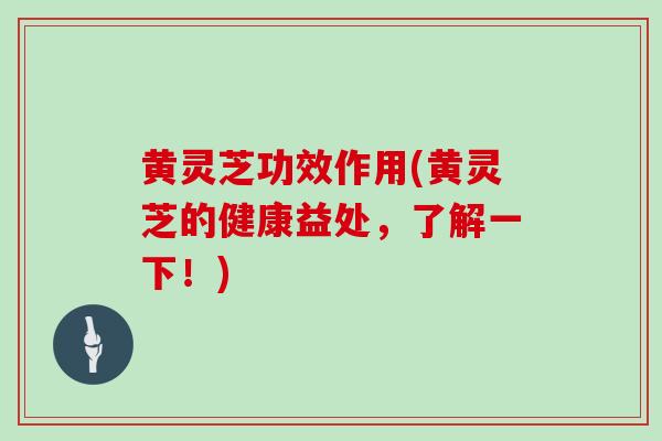 黄灵芝功效作用(黄灵芝的健康益处，了解一下！)