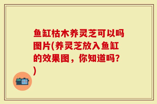 鱼缸枯木养灵芝可以吗图片(养灵芝放入鱼缸的效果图，你知道吗？)