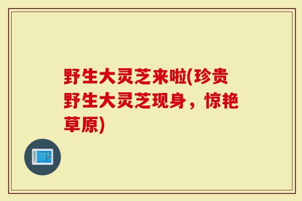 野生大灵芝来啦(珍贵野生大灵芝现身，惊艳草原)