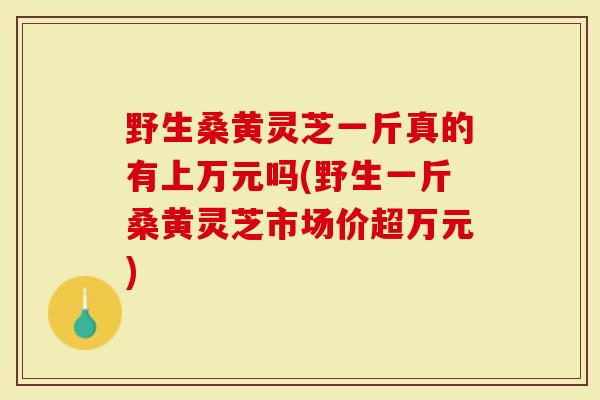 野生桑黄灵芝一斤真的有上万元吗(野生一斤桑黄灵芝市场价超万元)