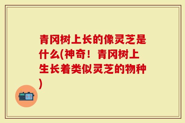 青冈树上长的像灵芝是什么(神奇！青冈树上生长着类似灵芝的物种)