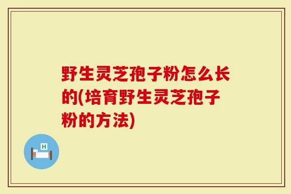 野生灵芝孢子粉怎么长的(培育野生灵芝孢子粉的方法)