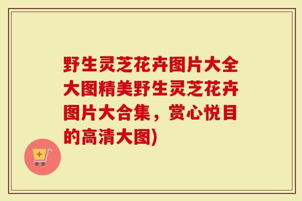 野生灵芝花卉图片大全大图精美野生灵芝花卉图片大合集，赏心悦目的高清大图)