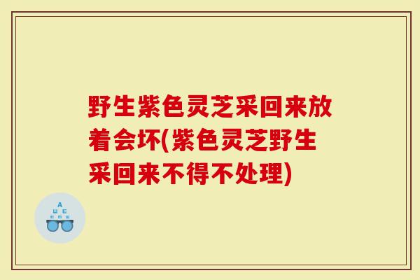 野生紫色灵芝采回来放着会坏(紫色灵芝野生采回来不得不处理)
